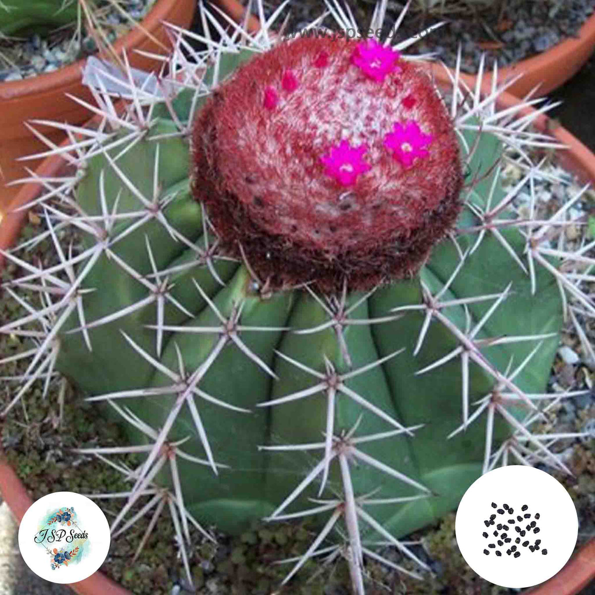 40 Seeds Melocactus amoenus Cactus Succulent seeds