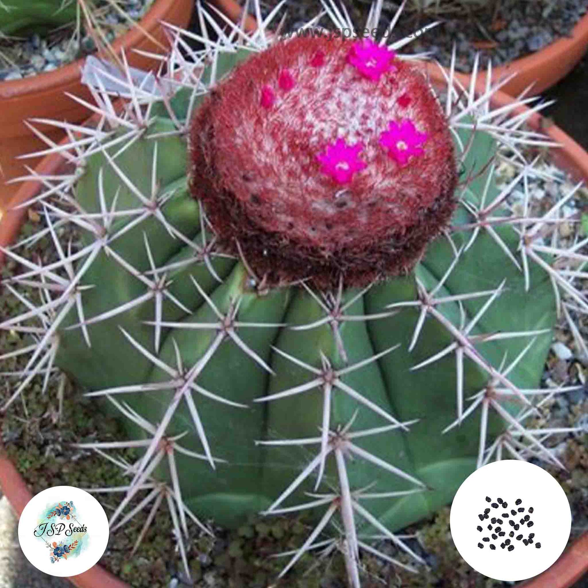 Melocactus  JSPSeeds