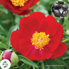 20 Scarlett O’Hara Peony Paeoniaceae Paeonia suffruticosa Tree Flower Plant Seeds (Lucky Flower) (Flower Garden Potted Plants)