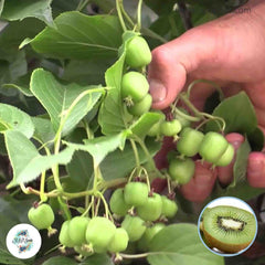 30 Dwarf Kiwi Seeds Homegrown Edible Garden Fruit Tree Seeds (Vegetable)