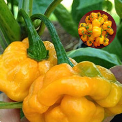 100 Yellow Chili Organic Hot Pepper Vegetable Planting Potted Home Garden Supplies Seeds