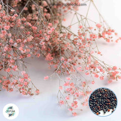 600 Salmon Gypsophila paniculata L Baby's Breath Gypsophila Flower Seeds