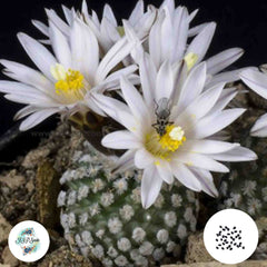 40 Seeds Turbinicarpus (Pelecyphora) valdeziana (Saltillo) v. albiflora Cactus Succulent seeds