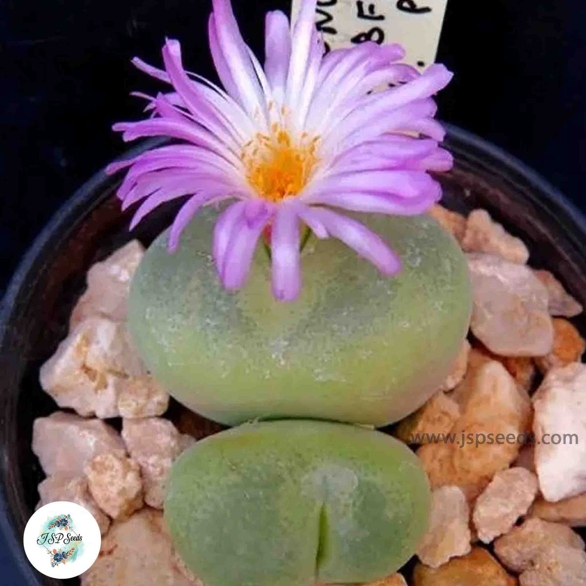 Conophytum subfenestratum / 40 seeds (Living Pebbles)