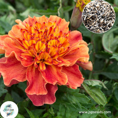 200 Strawberry Blonde French Marigold Double Dwarf Flowers Heirloom Seeds (Asia Flower)