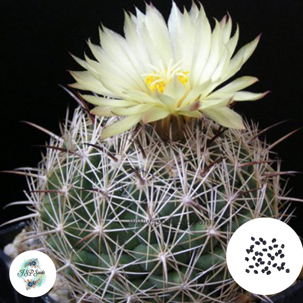 40 Seeds Coryphantha vogtherriana Cactus Succulent seeds