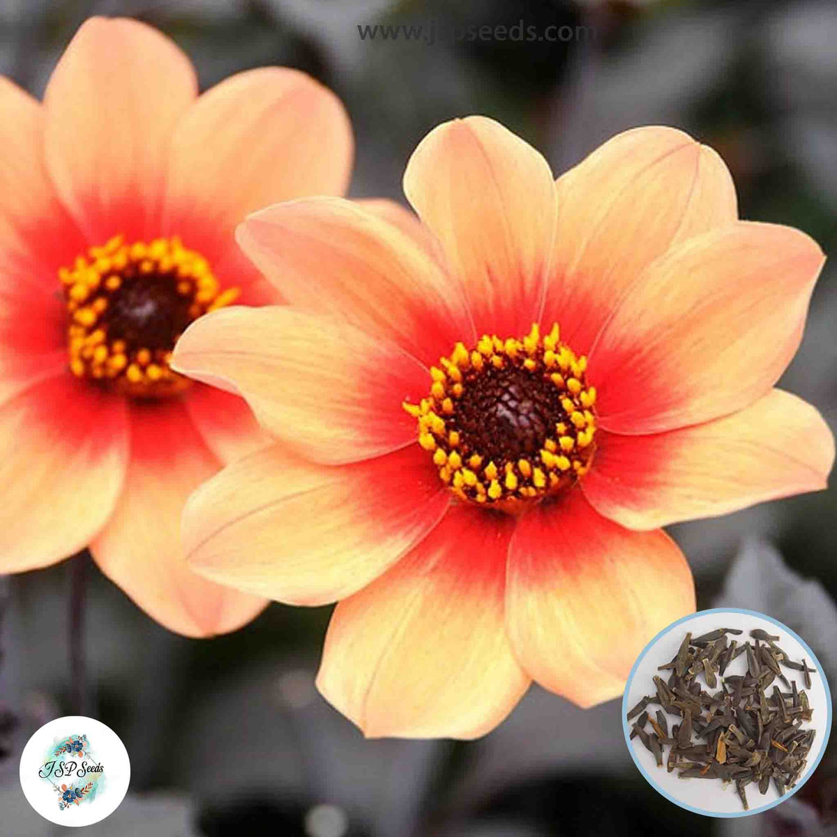 50 Happy Single First Love Dahlia Seeds (Flower Garden Plants)