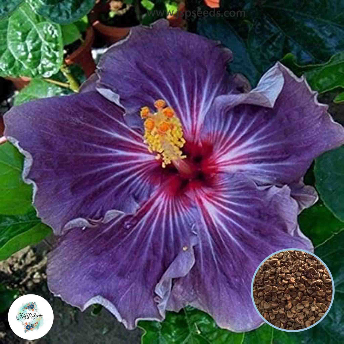 35 Giant Purple Hibiscus Beautiful Hardy Perennials Seeds (Asia Flower Garden Plants)