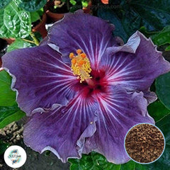 35 Giant Purple Hibiscus Beautiful Hardy Perennials Seeds (Asia Flower Garden Plants)