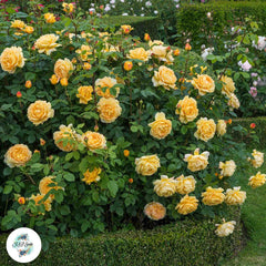 50 Heirloom Golden Celebration English Rose flower Bonsai Garden Seeds