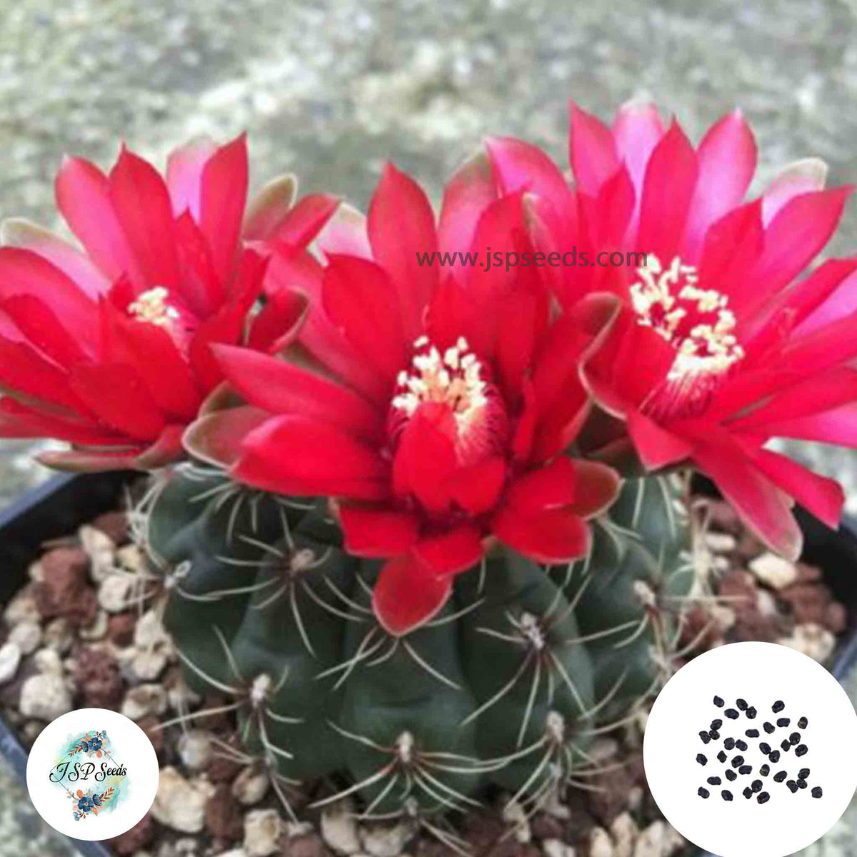 40 Seeds Gymnocalycium baldianum Cactus Succulent seeds