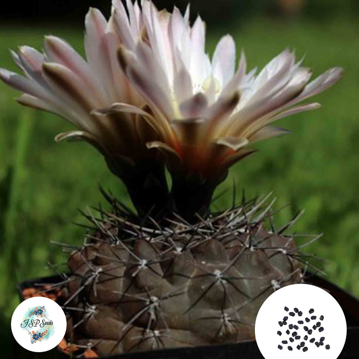 40 Seeds Gymnocalycium gibbosum Cactus Succulent seeds