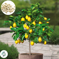 50 Dwarf Lemon Bonsai Tree Fruit Potted Plants Sweet Vegetable Home Garden Seeds