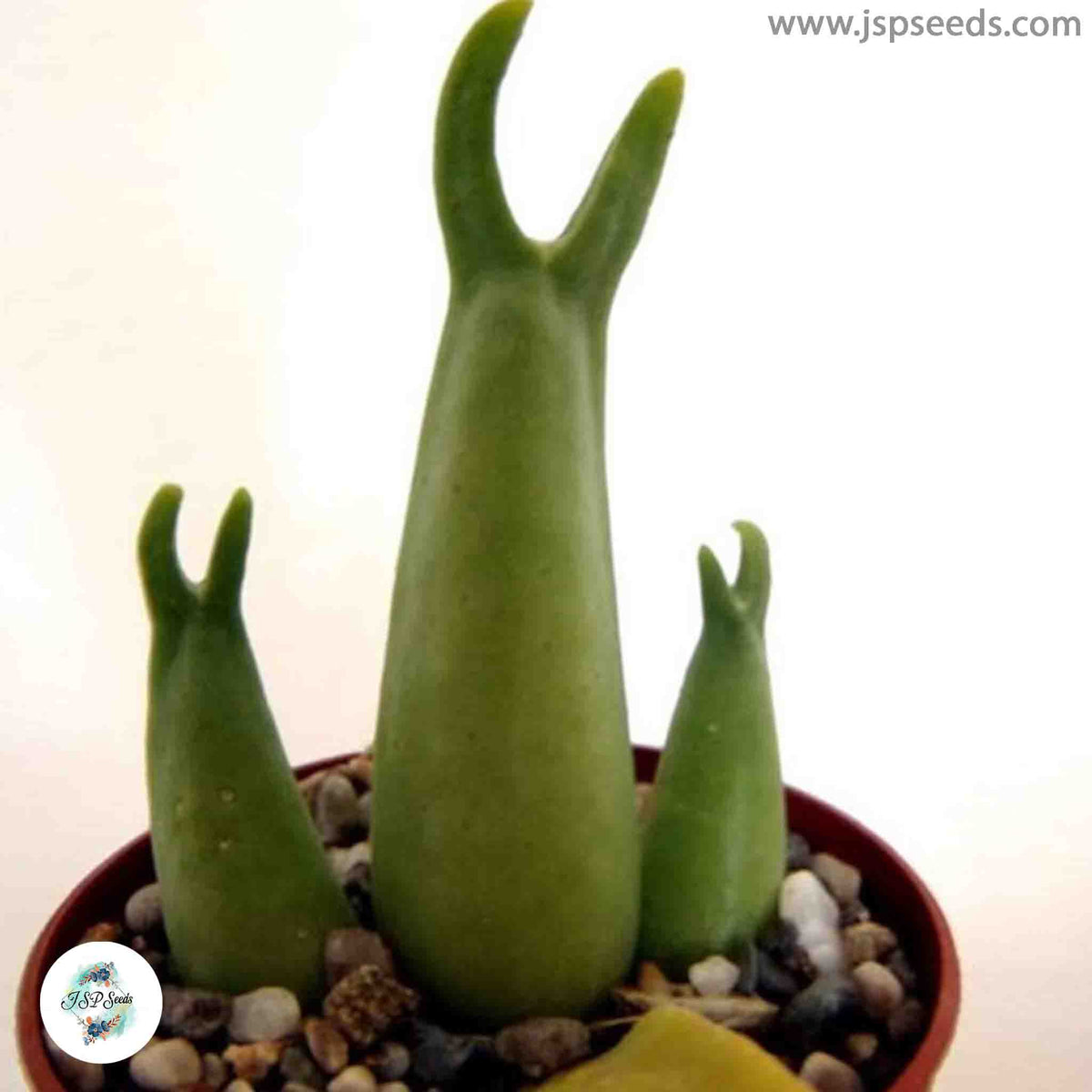 Mitrophyllum mitratum [RARE] / 40 seeds (Living Stones)