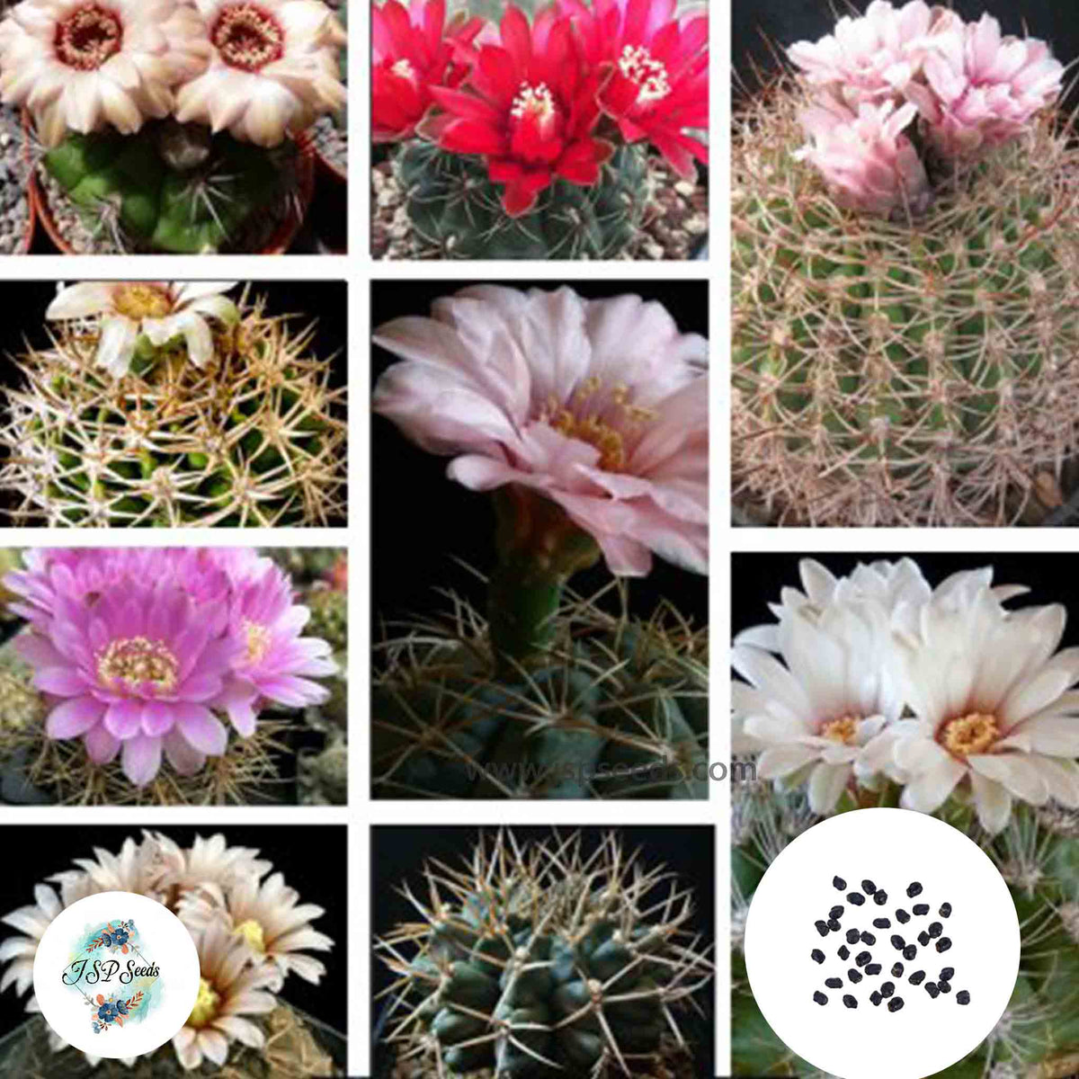 40 Seeds Gymnocalycium species mix Cactus Succulent seeds