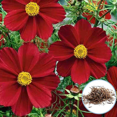 100 Red Cosmo Sensation Flower Seed Non-GMO Heirloom