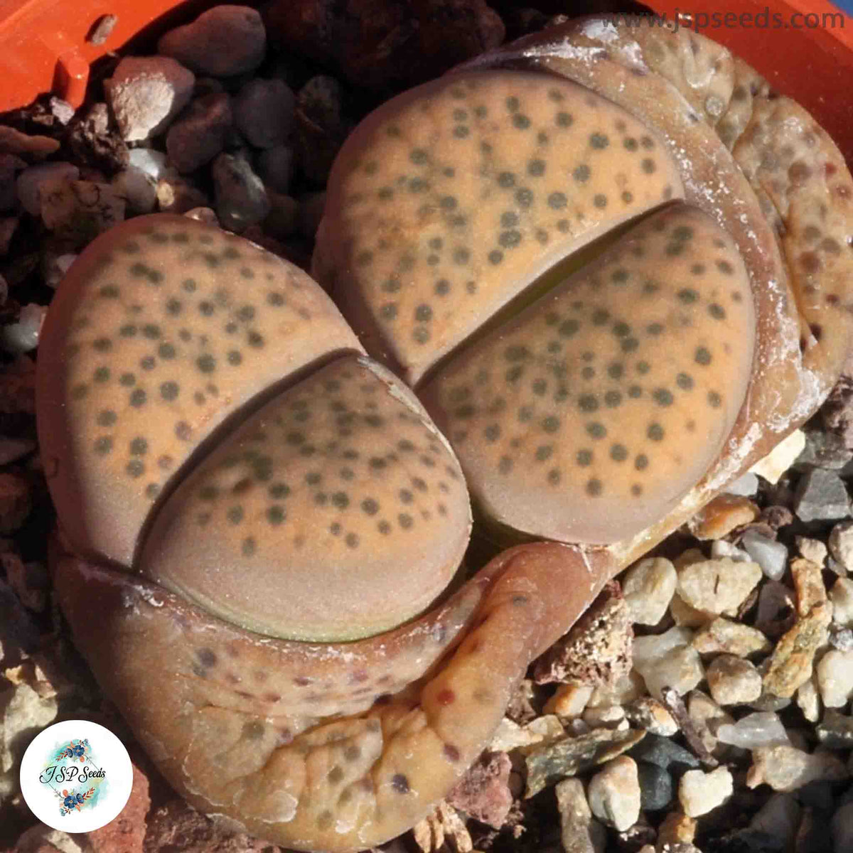 Lithops fulviceps var. laevigata [RARE] / 40 seeds (Living Stones)