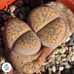 Lithops fulviceps var. laevigata [RARE] / 40 seeds (Living Stones)