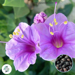 30 Purple Four O'clock Flowers Seeds 4 O'clock Seeds Perennial Seeds (Asia Flower) Mirabilis jalapa