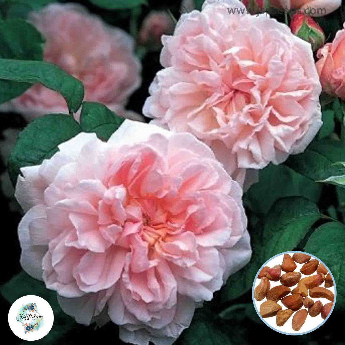 50 Heirloom Eglantyne English Rose flower Bonsai Garden Seeds