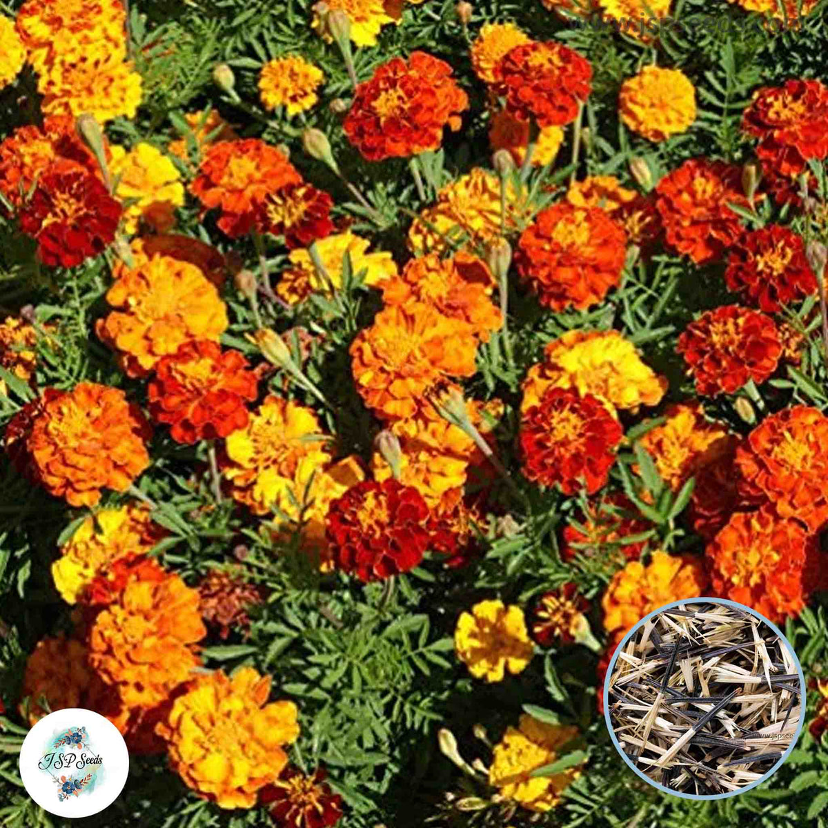 100 Mixed Color Marigold Mixed Marigold Flower Seeds (Flower Plants)