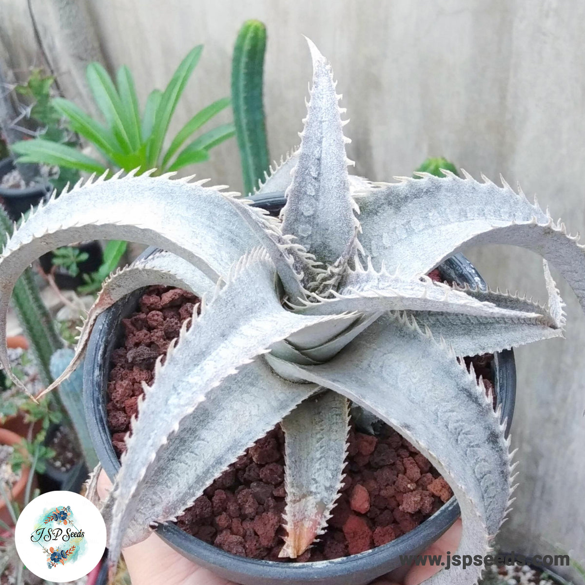 Dyckia marnier-lapostollei / 40 seeds (White Dyckia)