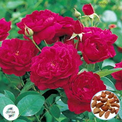 50 Heirloom English Rose flower Bonsai Garden Seeds