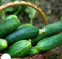 100 Fresh Branch Cucumber Bonsai Hybrid Resistance To Disease Heirloom Seeds (Vegetable Potted Plants)