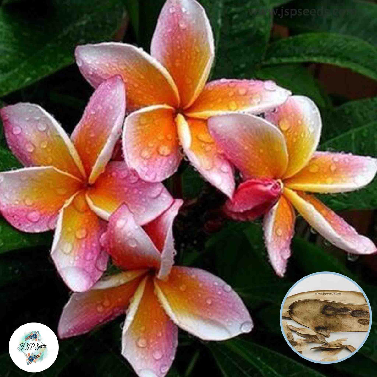 20 Thai Luksorn Plumeria Rubra (Frangipani) Seeds Fresh Flower New Seeds