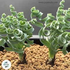 Albuca concordiana [RARE] (similar to Albuca spiralis) / 40 seeds per pack