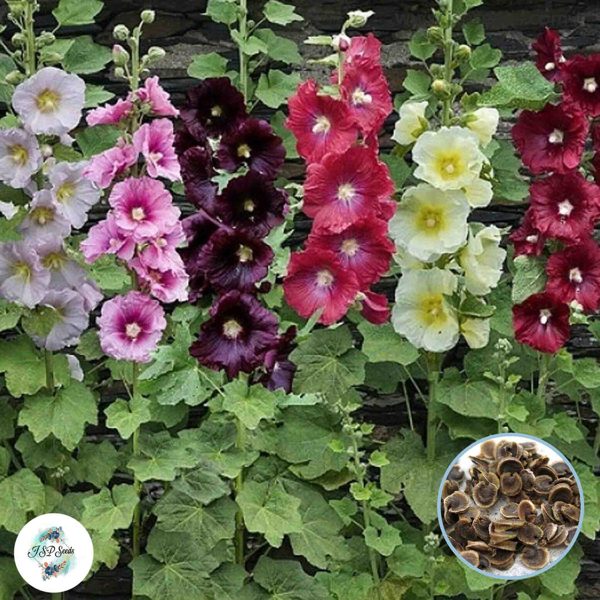 50 Mixed Color Hollyhock Perennial Flower Seed ROSEA LINN