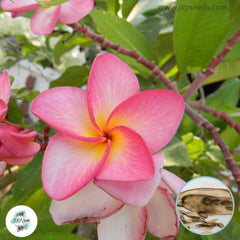 20 Thai Tongtawe kune Plumeria (Frangipani) Seeds Fresh Flower New Seeds