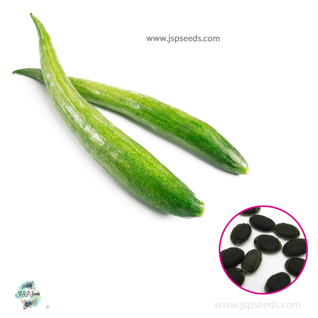 50 Snake Gourd Trichosanthes anguina Linn Seeds | Asia Vegetable – JSPSeeds