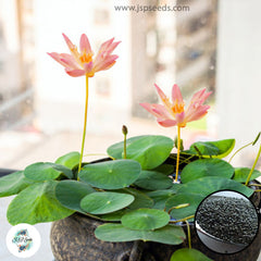 50 Thai Heirloom Mini Lotus Water lily flower Bonsai Seeds Water Plants (Original Thai Seeds) 016