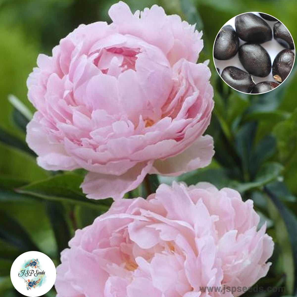 20 Pillow Talk Peony Paeoniaceae Paeonia suffruticosa Tree Flower Plant Seeds (Lucky Flower) (Flower Garden Potted Plants)