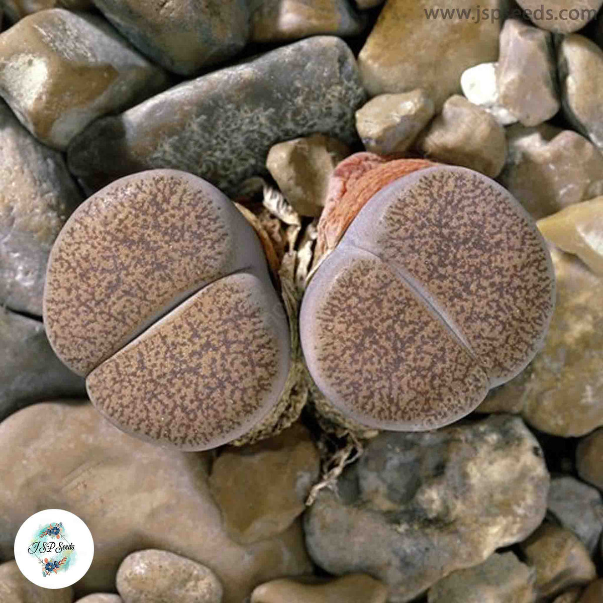 Lithops lesliei v ‘Mariae’ / Living stones / 40 seeds