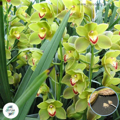 50 Cymbidium Orchid Plants African Cymbidiums Plantas Phalaenopsis Bonsai Flower Floresling Seeds