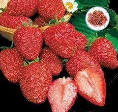 100 Earliglow Strawberry Homegrown Edible Garden Fruit Organic Sweet Non-GMO Berry Seeds