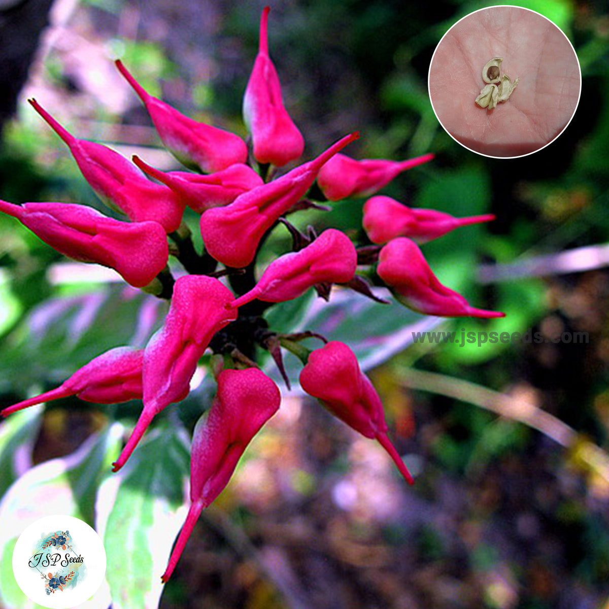 20 Red Bird Flower Plant Euphorbia bracteata Jacq Slipper plant, Candelilla, Tall slipper plant, Slipper spurge Seeds