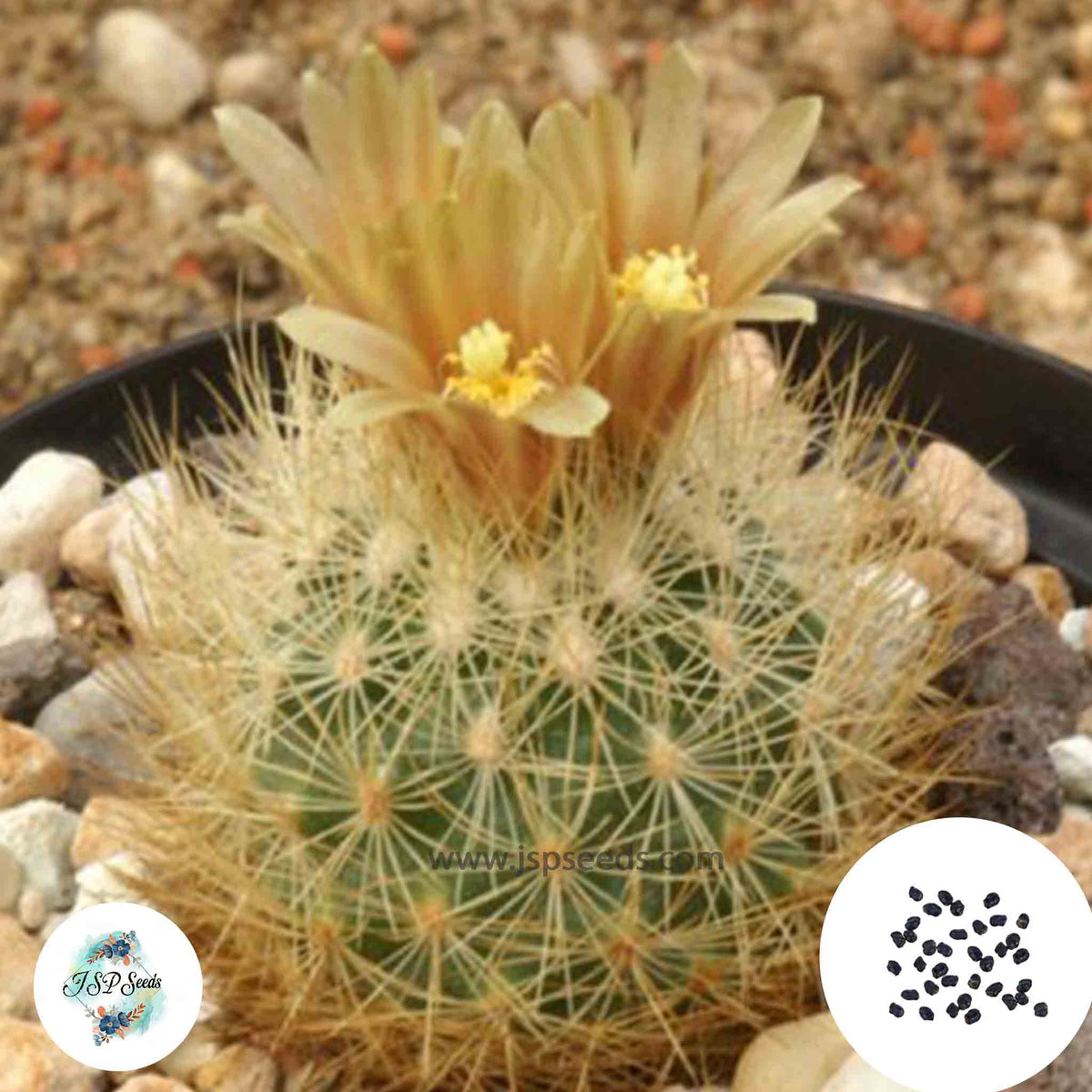 40 Seeds Escobaria roseana Cactus Succulent seeds