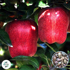 30 Organic Delicious Sweet Apple Seeds (Asia Fruit)