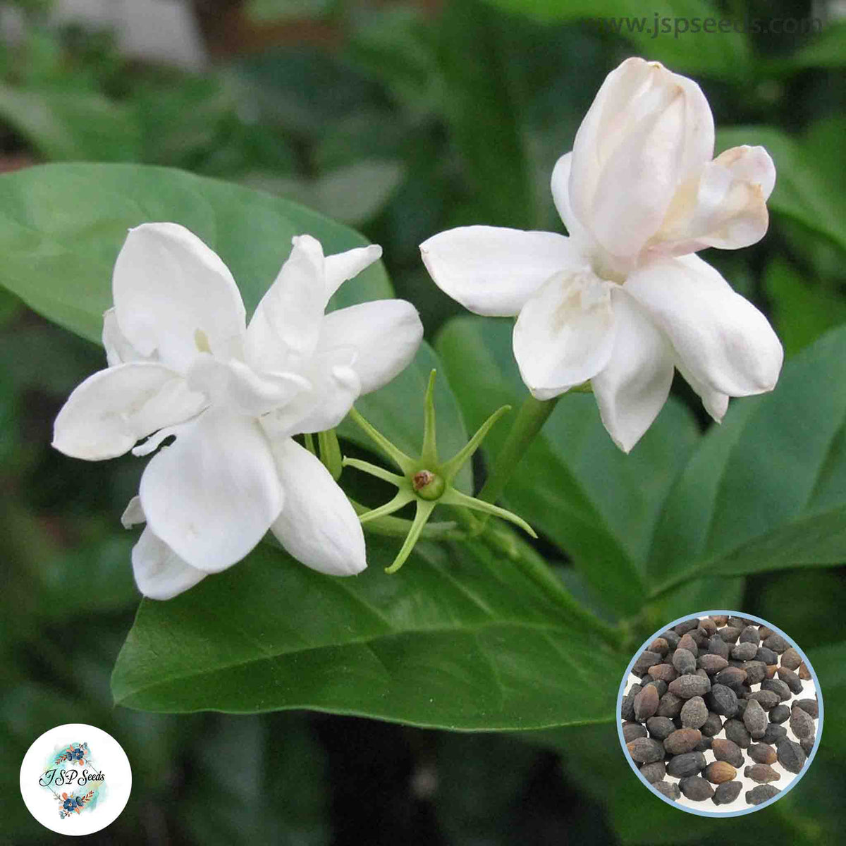 50 White Arabian Jasmine Seeds