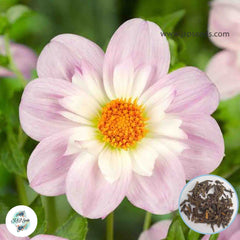 50 Teesbrooke Audrey Dahlia Seeds (Flower Garden Potted Plants)