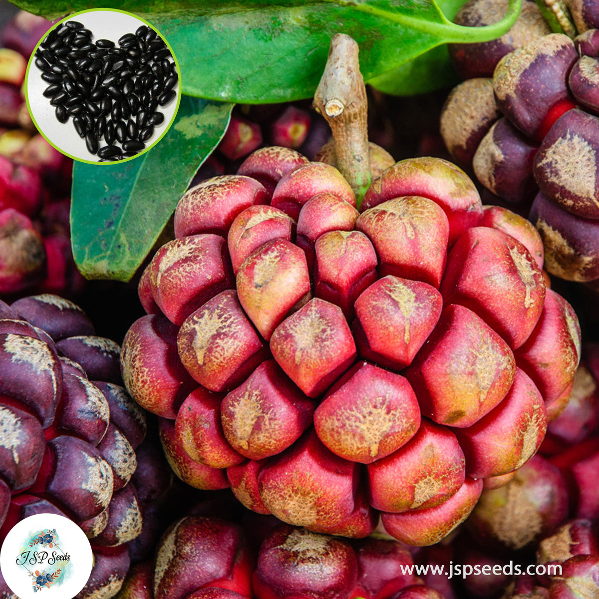 10 Kadsura Coccinea & Black Tiger Sugar Apple Custard Apple Seeds Annona Seeds Ceylon Seeds Sweet Fruit Plant (Asia Fruit)