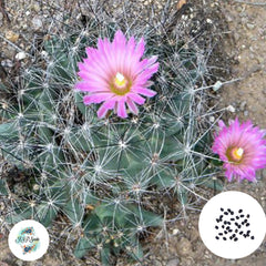 40 Seeds Coryphantha runyonii Cactus Succulent seeds