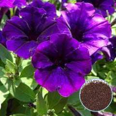 1000 Purple Littletunia Petunia Seeds Grandiflora, Multiflora, Milliflora Perennial Flowers Annual Seeds (Flower)