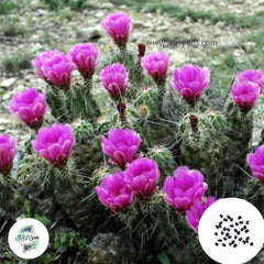 40 seeds Echinocereus dubius Cactus Succulent seeds