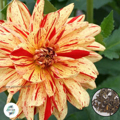 50 Arlequin Decorative Dahlia Seeds (Flower Garden  Plants)