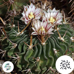 40 Seeds Echinofossulocactus erectocentrus Cactus Succulent seeds