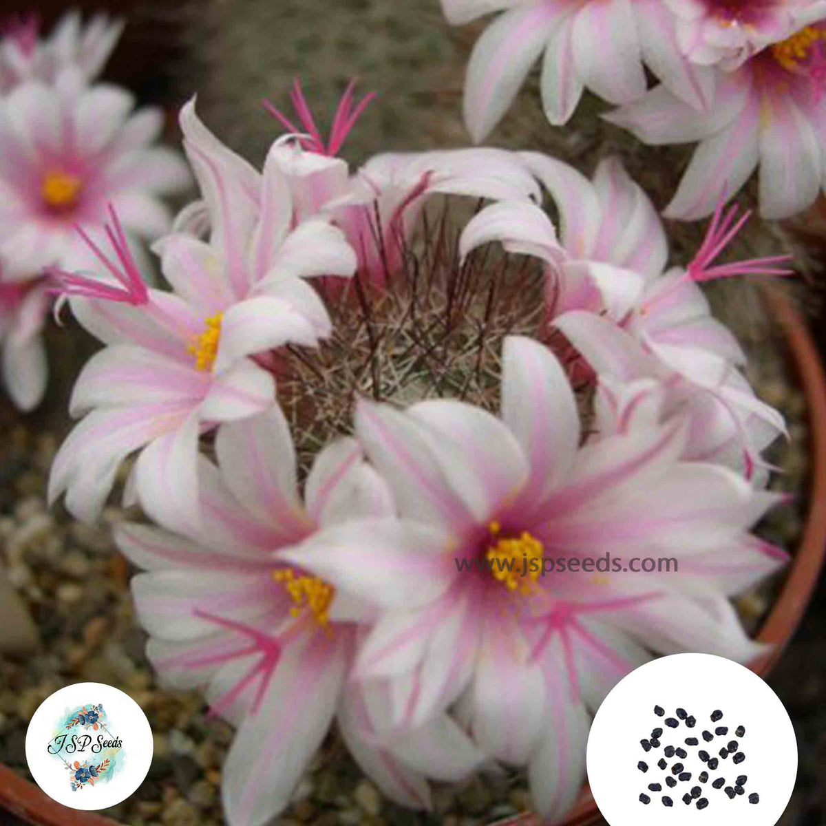 40 Seeds Mammillaria fraileana Cactus Succulent seeds